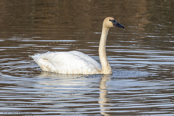 Trumpeter Swan
