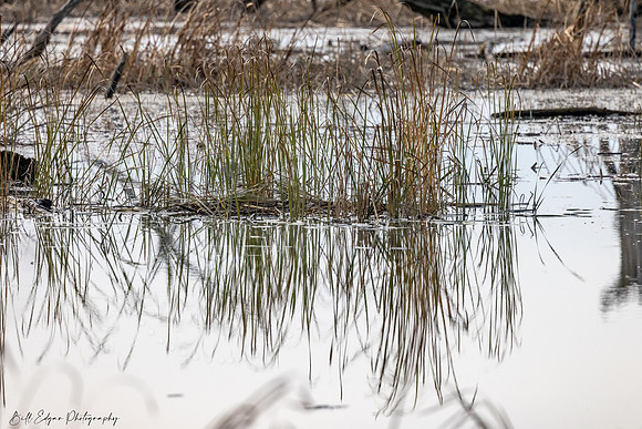 Reeds Reflection