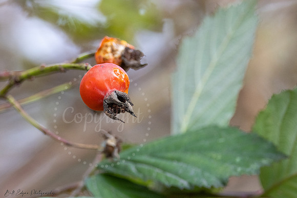 Rose Hips