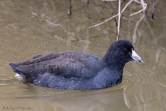 American Coot