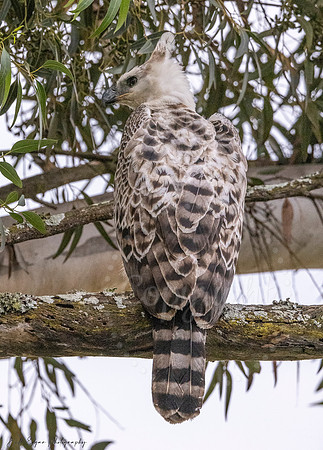 Juvenile Crested Hawk Eagle, Eastern Cape, South Africa