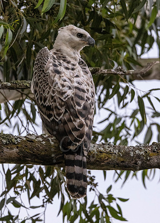 Juvenile Crested Hawk Eagle, Eastern Cape, South Africa