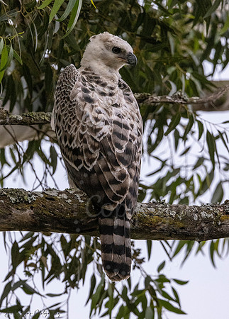 Juvenile Crested Hawk Eagle, Eastern Cape, South Africa