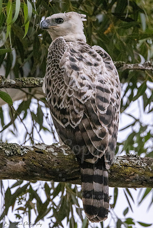 Juvenile Crested Hawk Eagle, Eastern Cape, South Africa