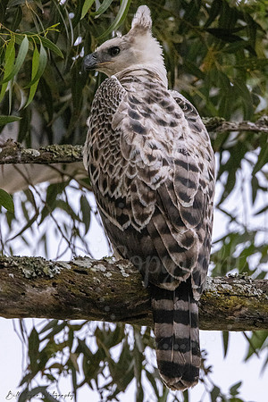Juvenile Crested Hawk Eagle, Eastern Cape, South Africa
