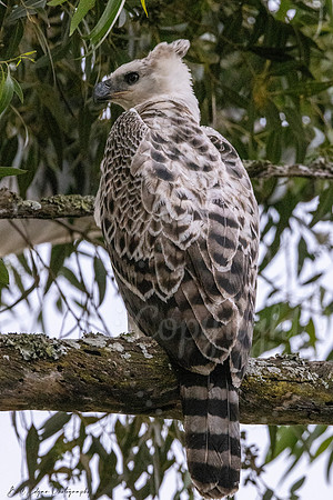 Juvenile Crested Hawk Eagle, Eastern Cape, South Africa