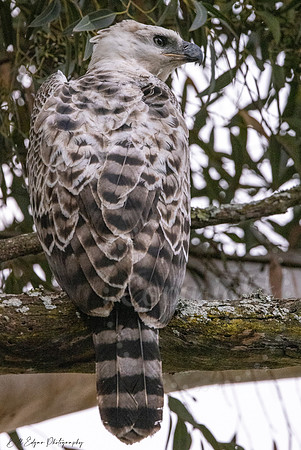 Juvenile Crested Hawk Eagle, Eastern Cape, South Africa