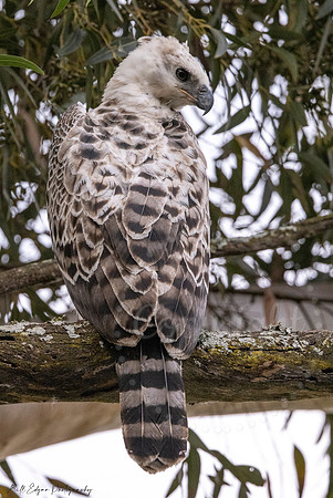 Juvenile Crested Hawk Eagle, Eastern Cape, South Africa