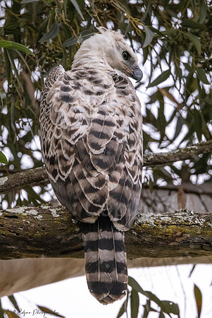 Juvenile Crested Hawk Eagle, Eastern Cape, South Africa