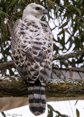 Juvenile Crested Hawk Eagle, Eastern Cape, South Africa