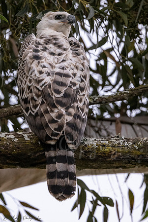 Juvenile Crested Hawk Eagle, Eastern Cape, South Africa
