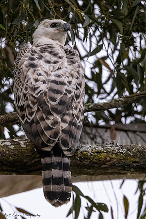 Juvenile Crested Hawk Eagle, Eastern Cape, South Africa