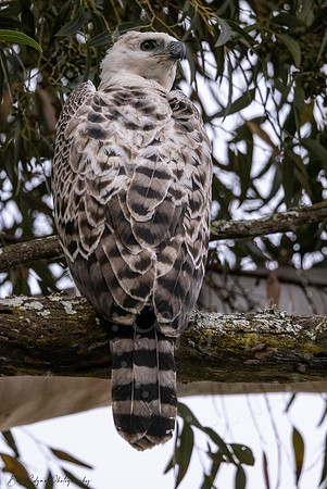 Juvenile Crested Hawk Eagle, Eastern Cape, South Africa