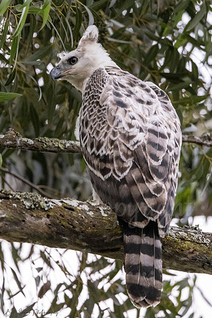 Juvenile Crested Hawk Eagle, Eastern Cape, South Africa
