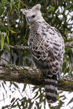 Juvenile Crested Hawk Eagle, Eastern Cape, South Africa