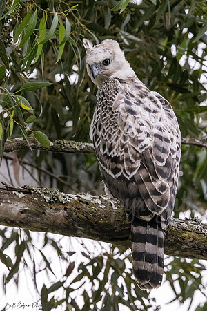 Juvenile Crested Hawk Eagle, Eastern Cape, South Africa
