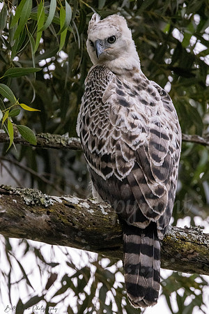 Juvenile Crested Hawk Eagle, Eastern Cape, South Africa
