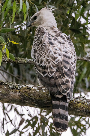 Juvenile Crested Hawk Eagle, Eastern Cape, South Africa
