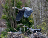 Everett Birds March 8, 2026