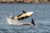 Orcas, Birds, Whales May 11. 2026