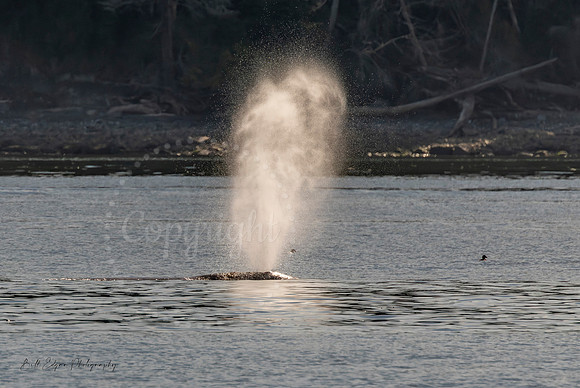 Gray Whale