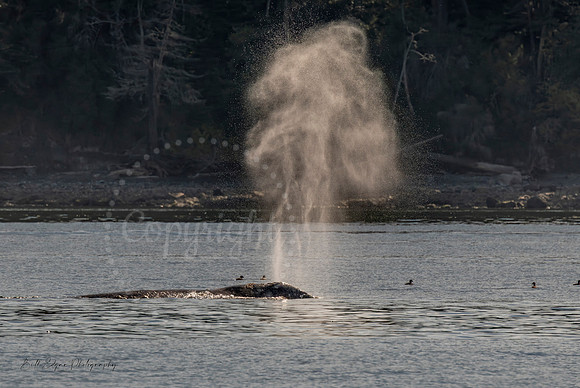 Gray Whale