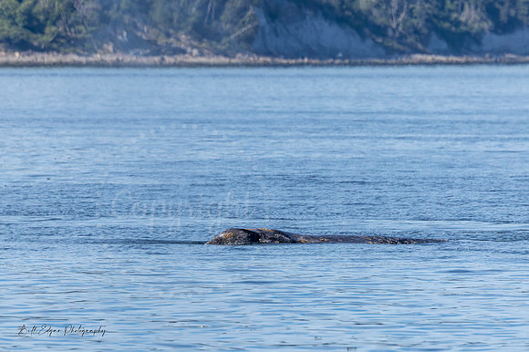 Gray Whale