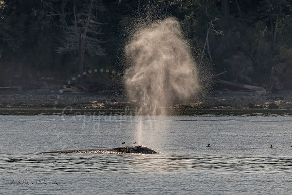 Gray Whale