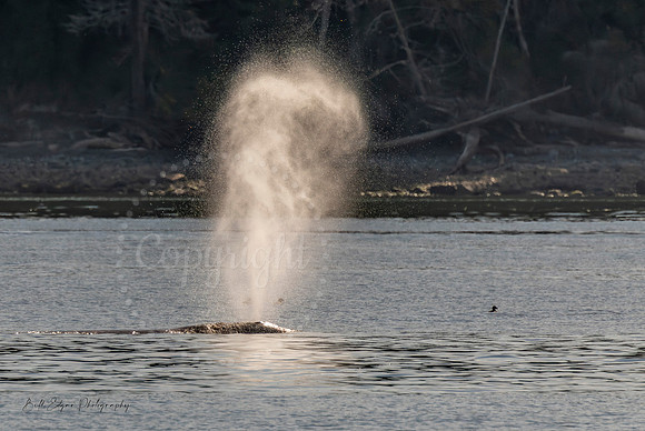 Gray Whale