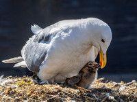 Mother and Baby Western Gull Seattle