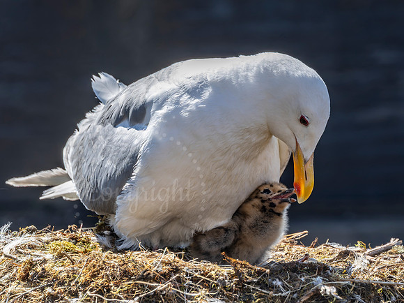 Baby Western Gull - Seattle