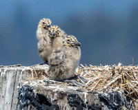 Jetty Island Baby Gulls Seattle July 24, 2026