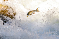 Granite Falls Salmon Running September 6, 2026