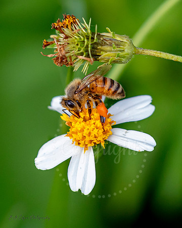 8x12 - Florida Honeybee on a daisy