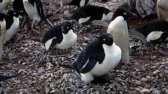 Adélie Penguins on the Antarctic Peninsula