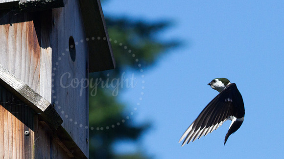 Violet Green Swallow Coming Home
