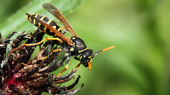 Black and yellow wasp Snohomish Washington