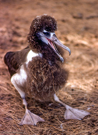 Molting Albatross (Gooney Bird), Midway Island