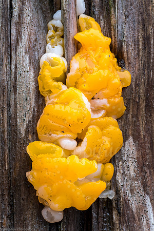 Witches Butter
