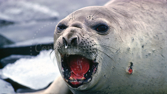 Leopard Seal Antarctica