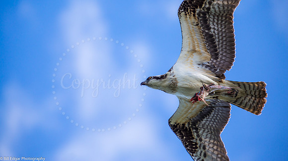 Osprey