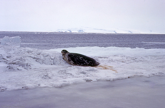 Antarctica