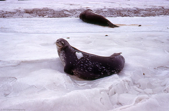 Antarctica