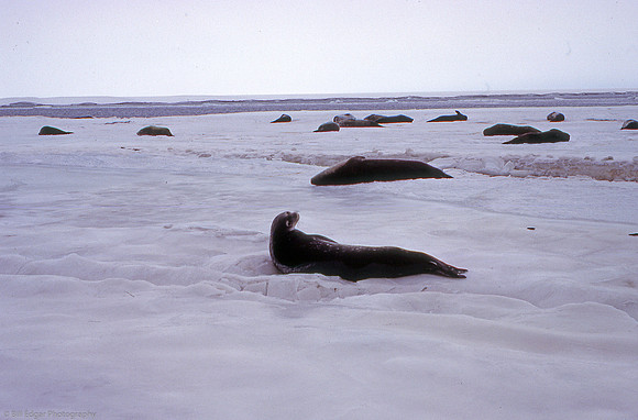 Antarctica