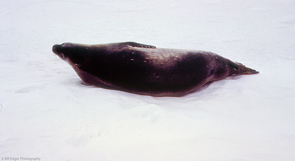 Antarctica