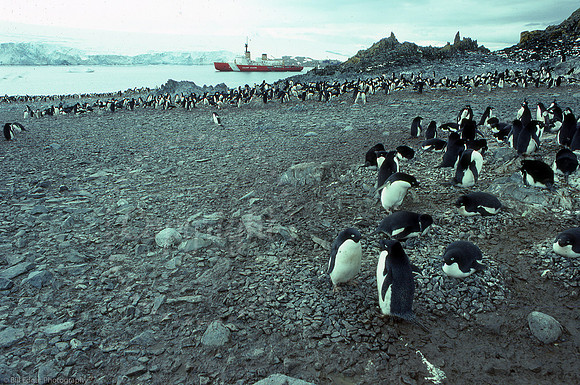 Antarctica Adélie penguins