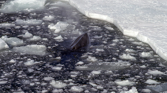 Antarctica