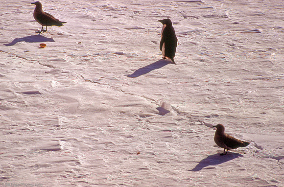 Antarctica Skua Emperor Penguin
