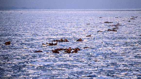 Walrus Ice Pack Arctic