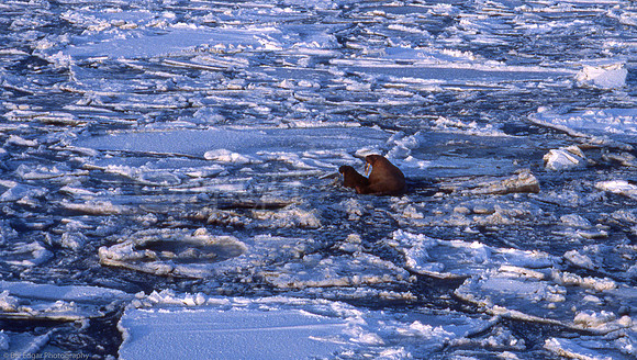 Walrus Ice Pack Arctic